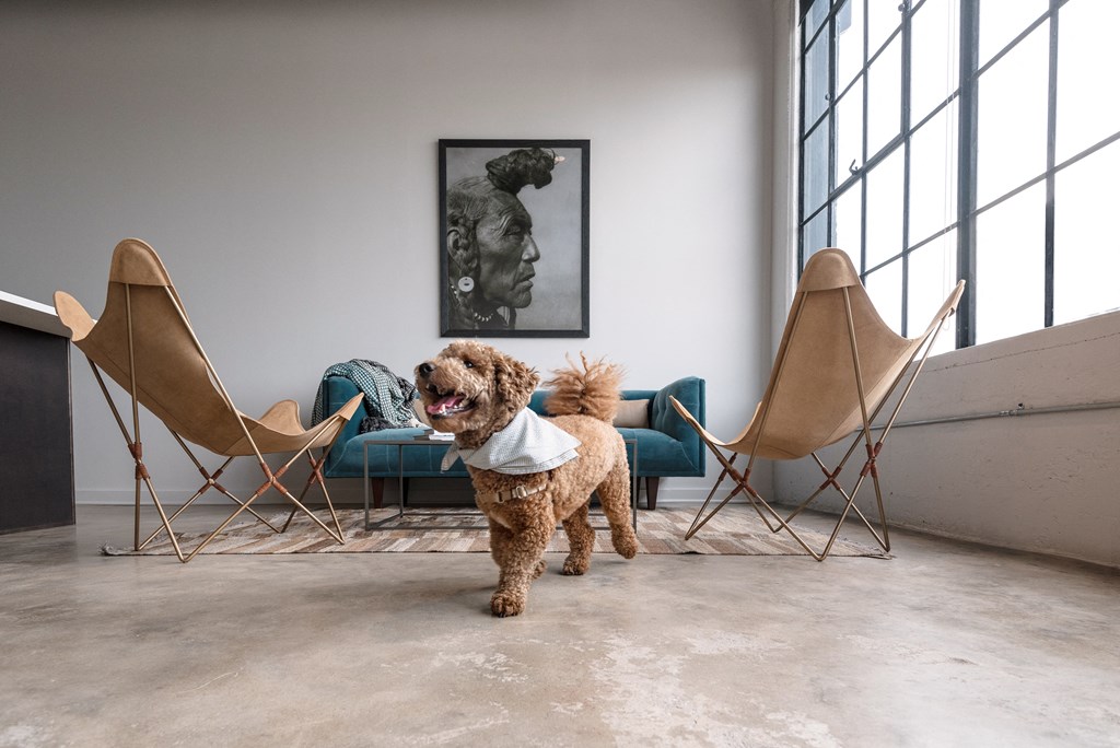a dog standing in a room with two chairs and a couch